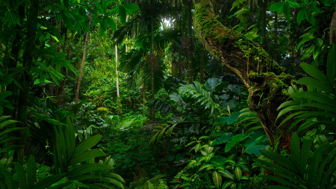 Люксовый спорткар Lamborghini Aventador обнаружили в джунглях Мьянмы