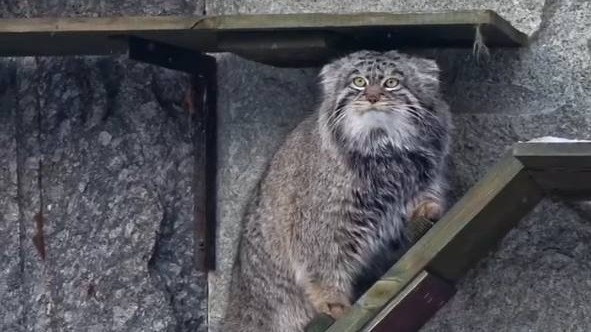 «Немного оптимизма»: Московский зоопарк показал позитивное утро манула Тимоши