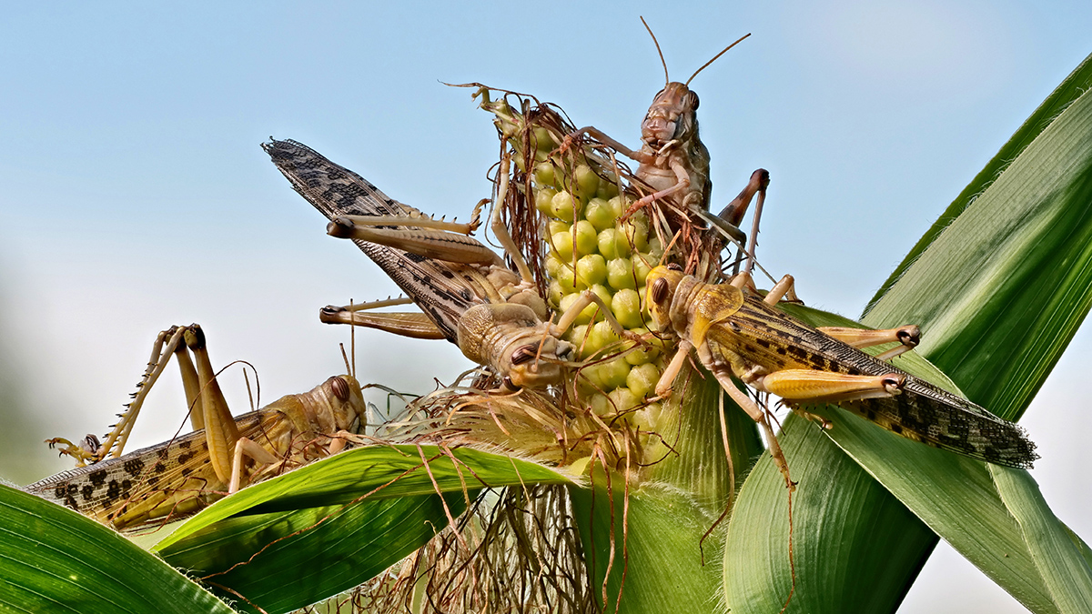 Опасно ли нашествие саранчи