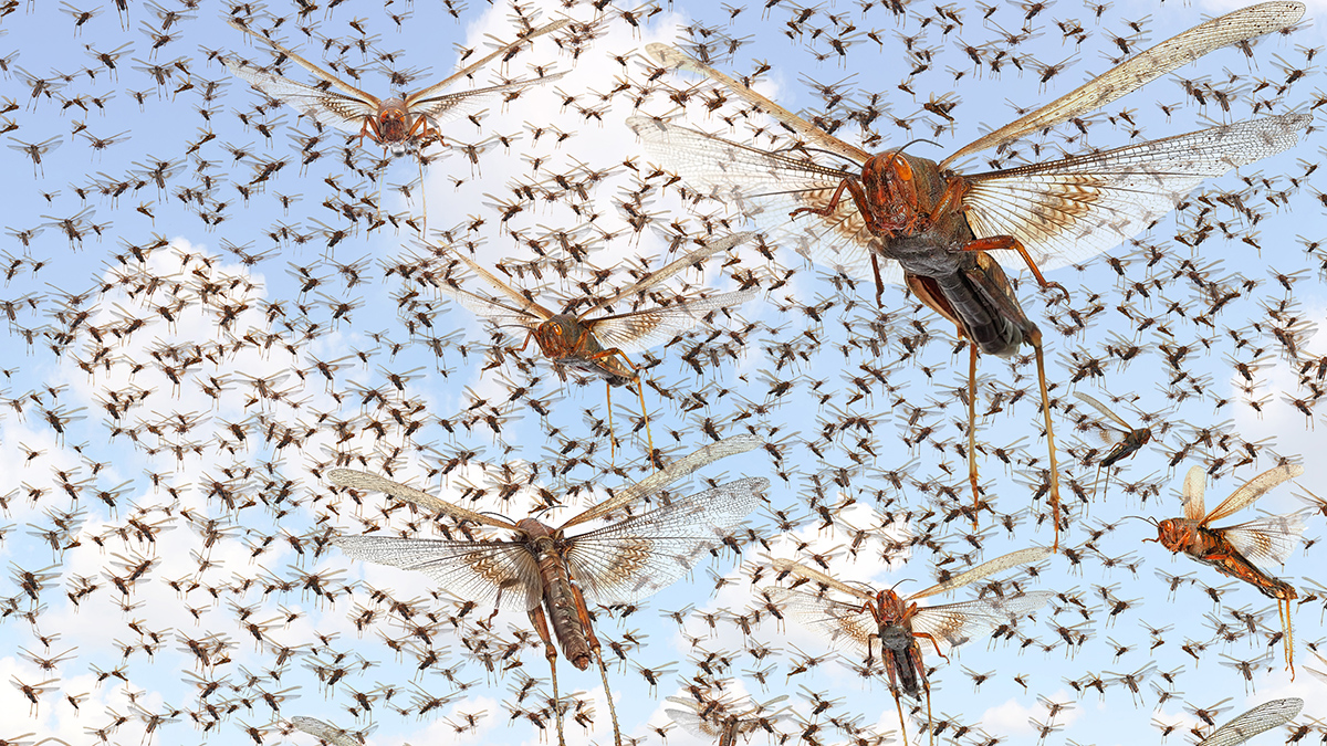 Чем опасна саранча