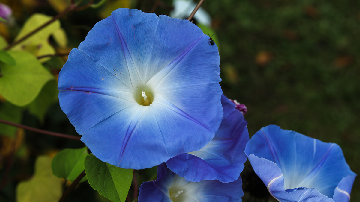 Дачников предупредили о реальном сроке за выращивание популярного растения