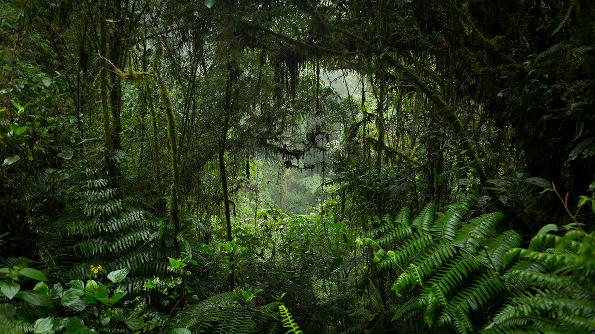 Пропавшего при загадочных обстоятельствах в Бразилии россиянина нашли мертвым 