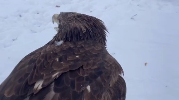 «Орлан-белохвост поздравляет»: Московский зоопарк напомнил о Дне орнитологов