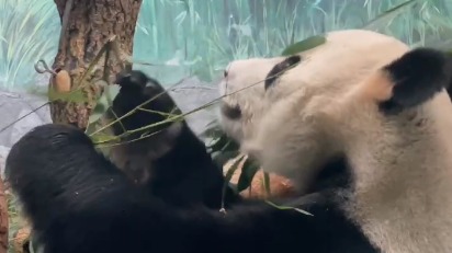 «Своя техника»: Московский зоопарк показал поедающего бамбук отца панды Катюши