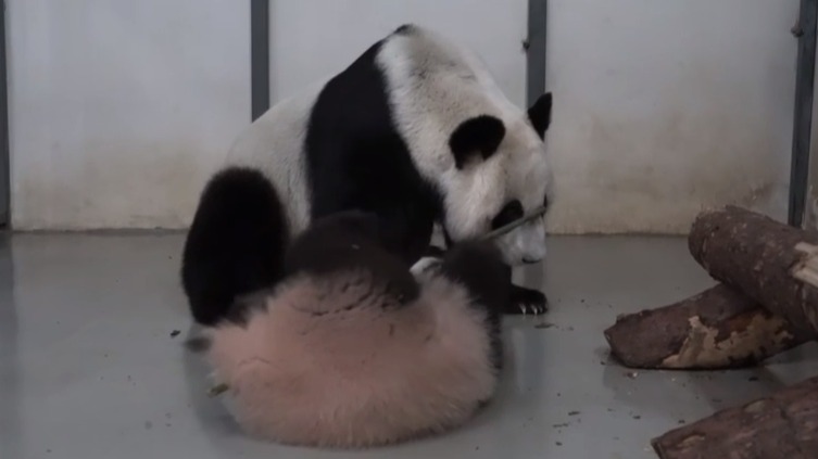 «Кунг-фу панда»: Московский зоопарк показал умело орудующую палкой Катюшу