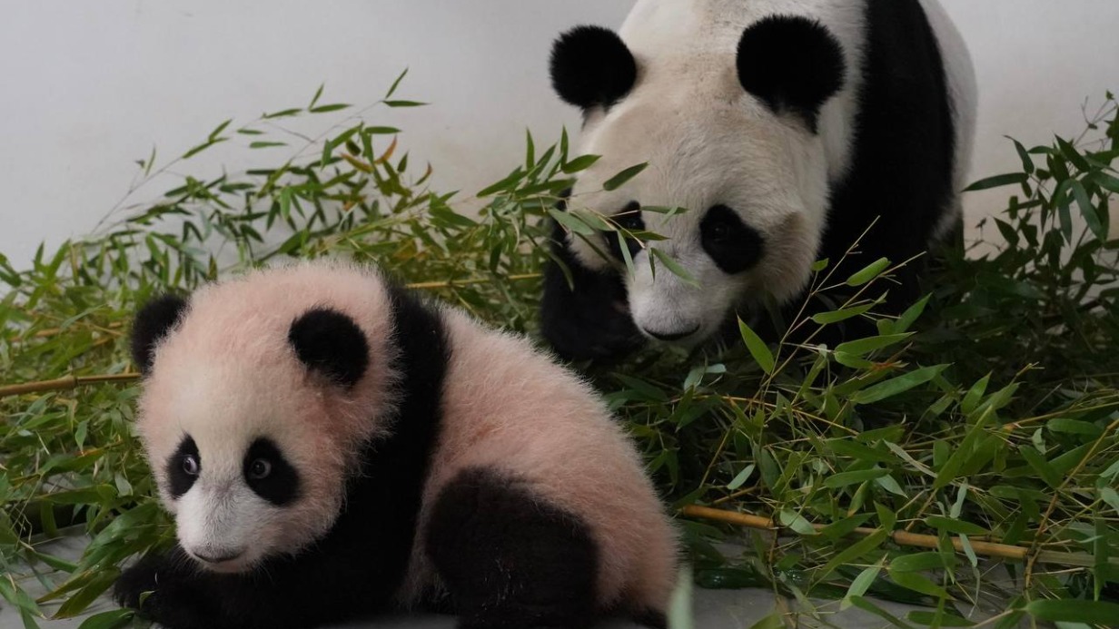 «Стойка почти как у мамы»: Московский зоопарк показал ужин Катюши и Диндин