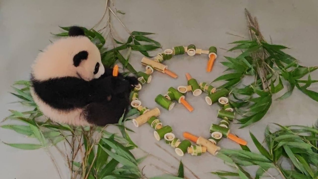 «Первая в жизни морковка»: панде Катюше исполнилось шесть месяцев