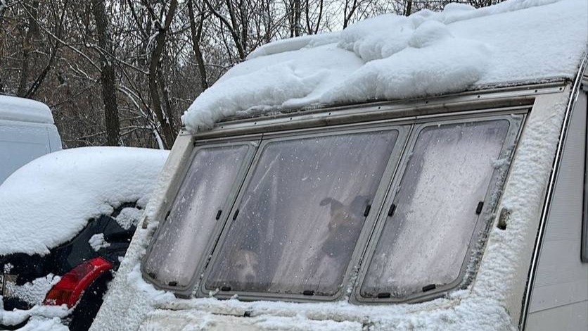 Полиция провела профилактическую беседу с хозяйкой пяти собак с севера Москвы