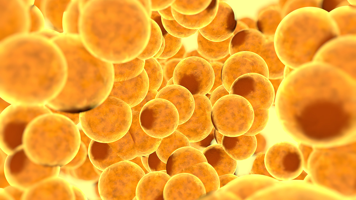 Эндокринолог Квасова рассказала о неожиданной пользе жира для здоровья и красоты