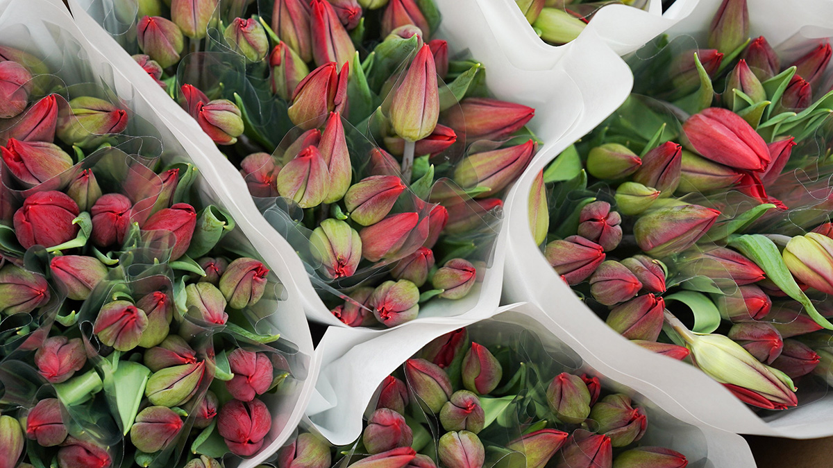 Россиянам рассказали о правилах выбора и содержания живых цветов к празднику