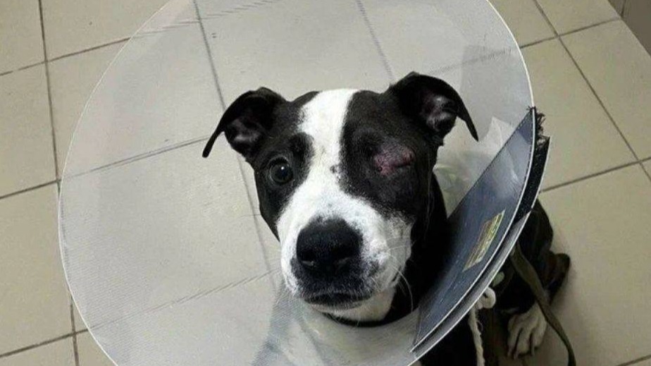 Прокуратура обжаловала приговор живодерам, пытавшимся повесить собаку