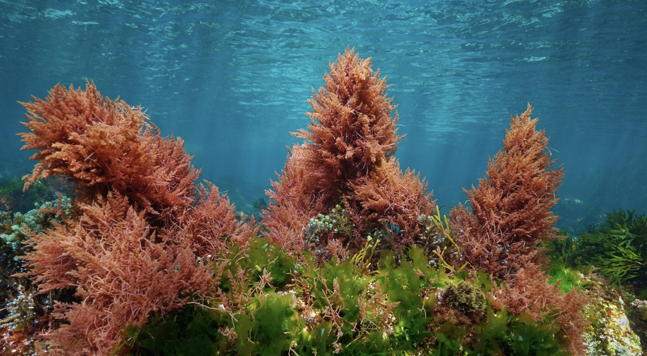 Названы водоросли, которые предотвращают онкологические заболевания