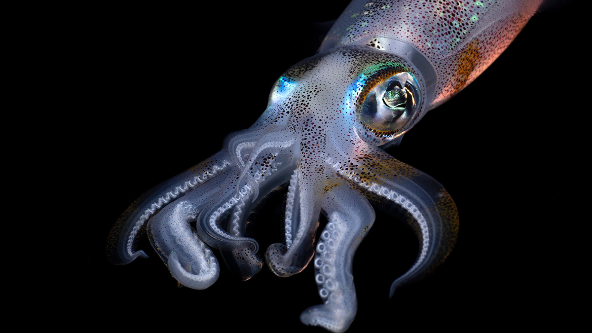 Ученые нашли редчайшего кальмара с щупальцами длиной восемь метров