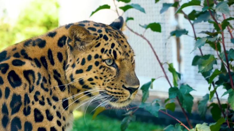 «Отличный повод»: Московский зоопарк рассказал необычные факты о кошачьих обитателях