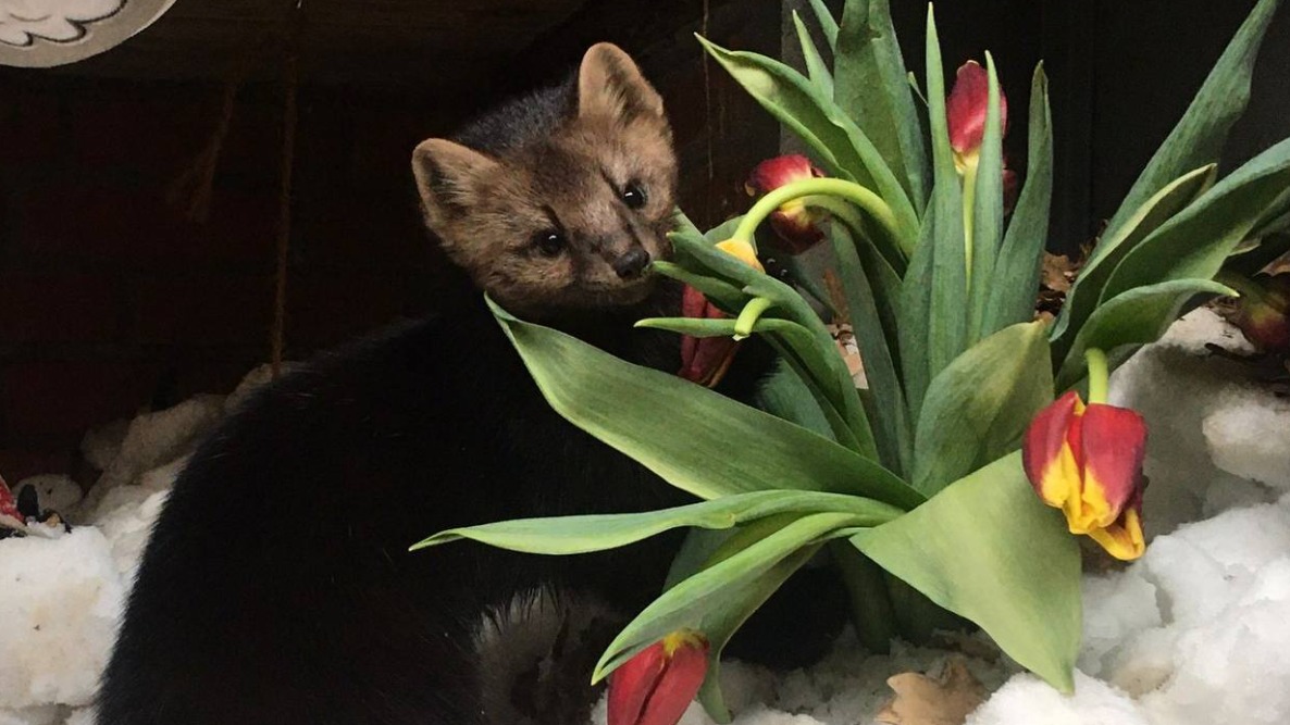 «Новые запахи и ощущения»: Московский зоопарк поздравил обитателей с началом весны