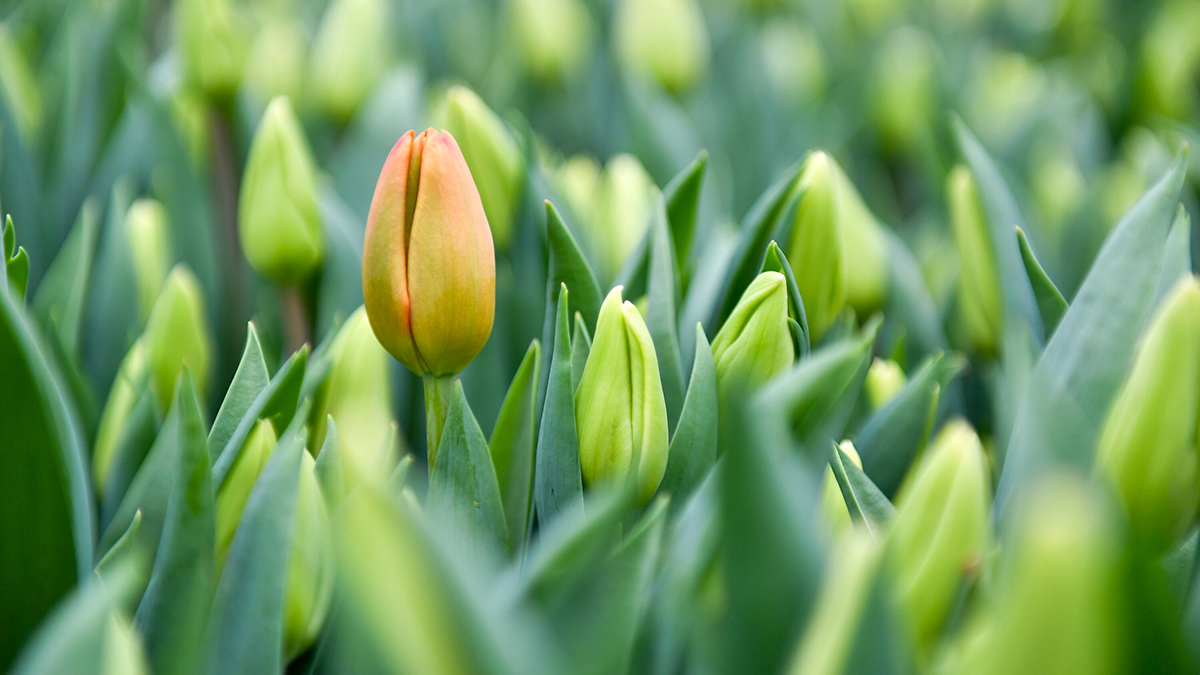 8 марта: какой сегодня праздник отмечают 