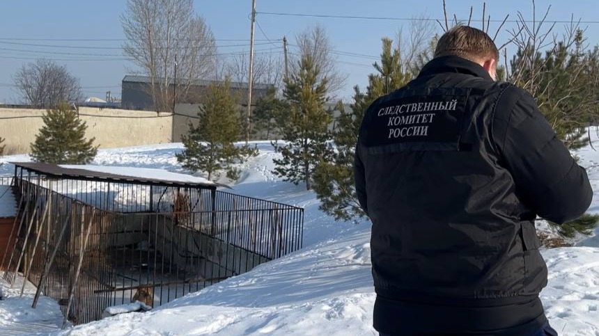 СК возбудил дело после нападения льва на школьницу в Саратове