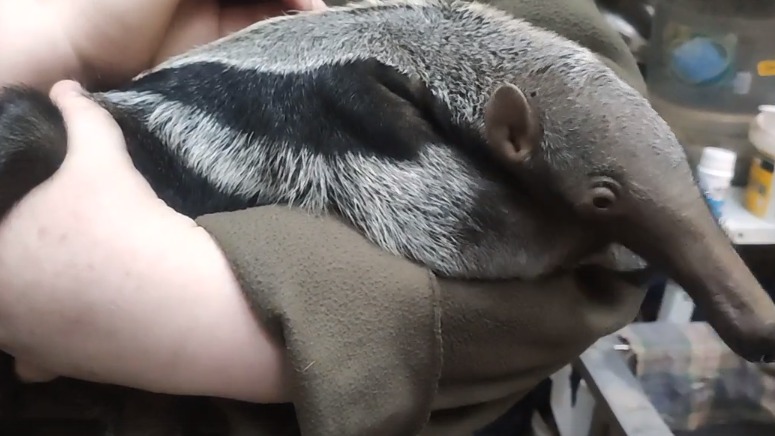 Детеныш краснокнижного гигантского муравьеда родился в зоопарке в Калининграде