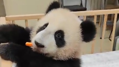 «Вкусная, но не грызется»: Московский зоопарк показал «битву» Катюши и морковки