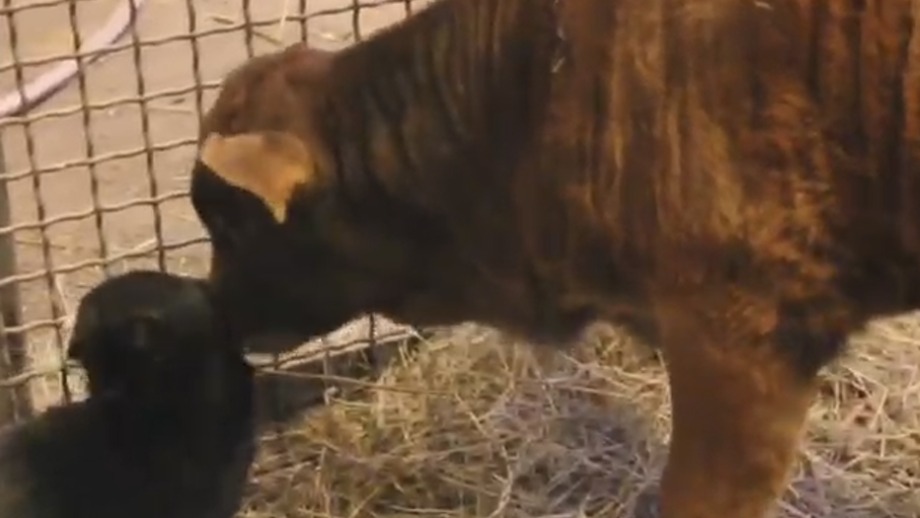 «Часто заходит погостить»: Московский зоопарк показал дружбу кота и теленка