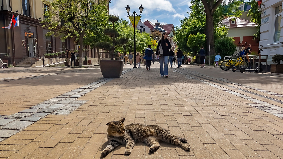 Россияне выбрали самые «кошачьи» города мира