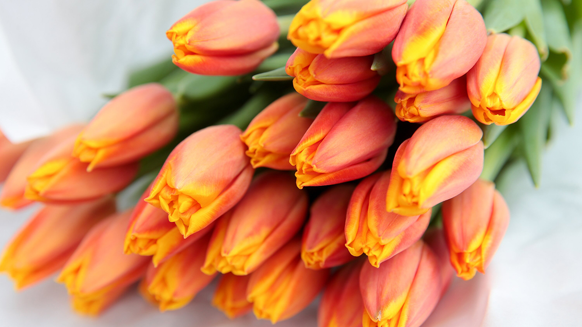 Как выбрать качественные цветы 