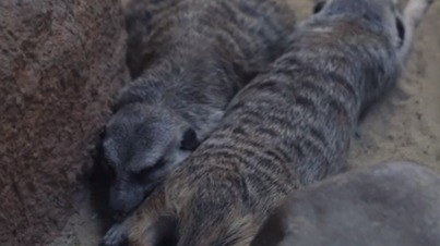 «Своя атмосфера»: Московский зоопарк показал разнообразный досуг сурикатов