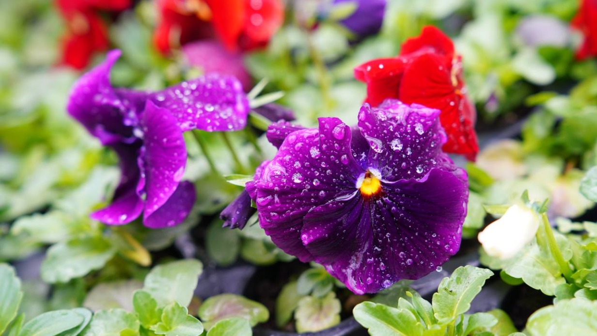 Миллионы саженцев виолы высадят на столичных клумбах