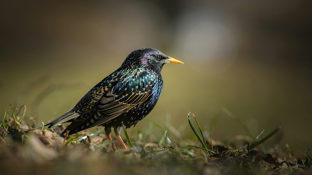 В «Лосиный остров» вернулись перелетные скворцы и орлан-белохвост