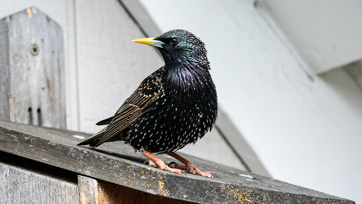 Скворцы в Москве