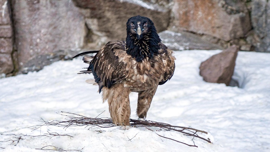 Гигантский пернатый хищник появился в Московском зоопарке