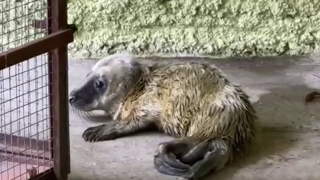 «Становился все меньше»: Московский зоопарк поведал трогательную историю белька