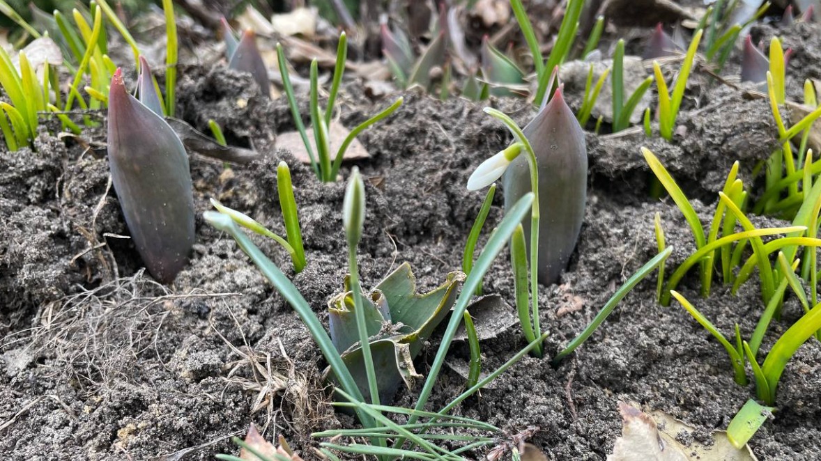 «Разные первоцветы»: Московский зоопарк рассказал об особенностях подснежников