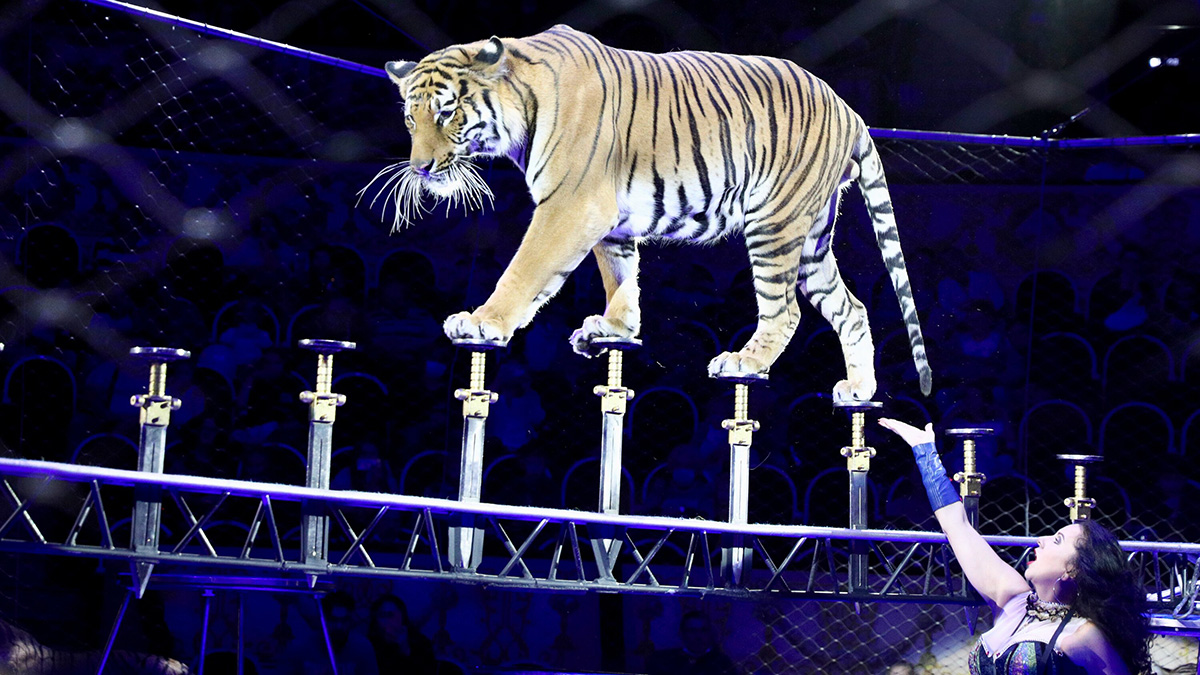 Госдума рассматривает законопроект о запрете использования животных в цирке 