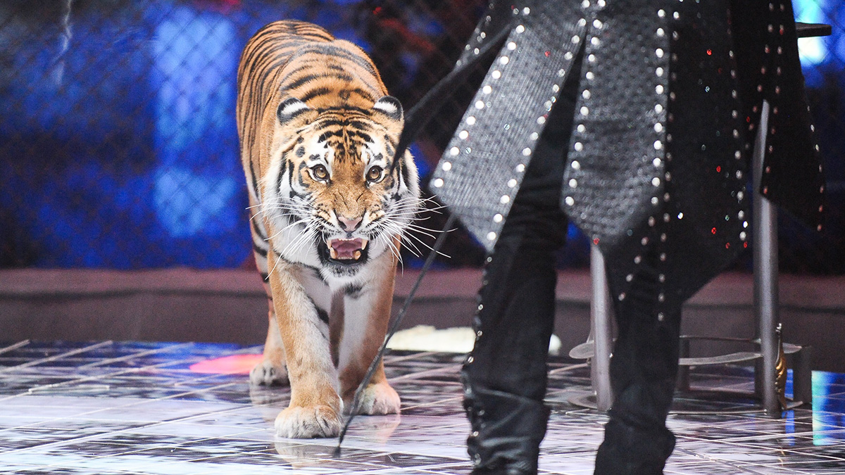 Звери пострадают первыми: почему запрет на выступление животных убьет цирки в РФ