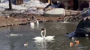 «Всегда прекрасны»: Московский зоопарк показал весенние танцы лебедей