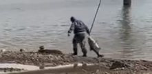 Житель Астрахани поймал огромную рыбу в центре города