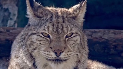 «Кистеухое блаженство»: Московский зоопарк показал отдыхающую в сумерках рысь 