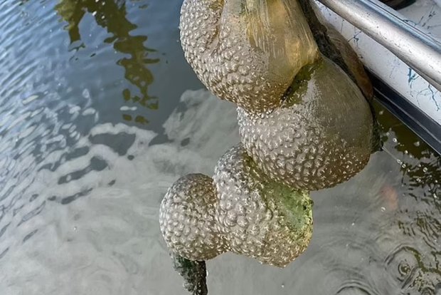 Жителей штата Оклахома напугали жуткие существа, поселившиеся в водохранилище