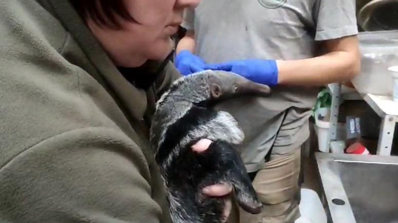 «С гордостью докладываем»: Калининградский зоопарк показал взвешивание муравьеда