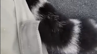 «Близко-близко»: Московский зоопарк показал, как кипер гладит леопарда Мизера 