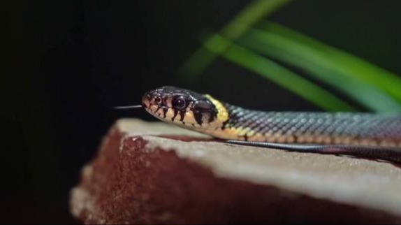 Ужата родились в Московском зоопарке