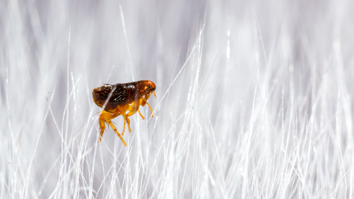 Тысячи снежных блох вылезли в Подмосковье с приходом тепла