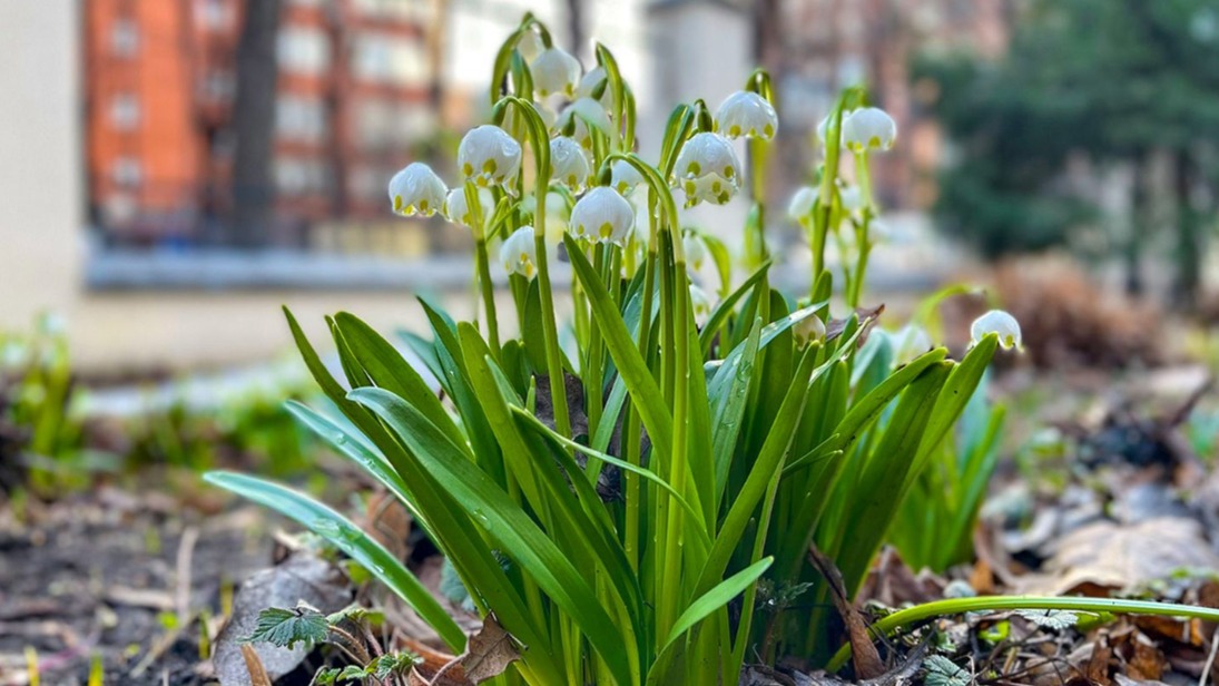 Москвичей пригласили на выставку картин «Мир первоцветов» на ВДНХ