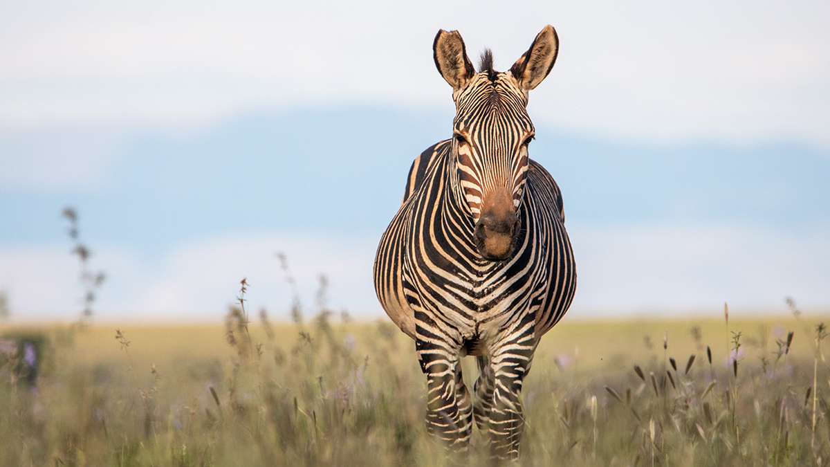 Чистка и увлажнение: Московский зоопарк показал ежедневный уход за копытами зебр