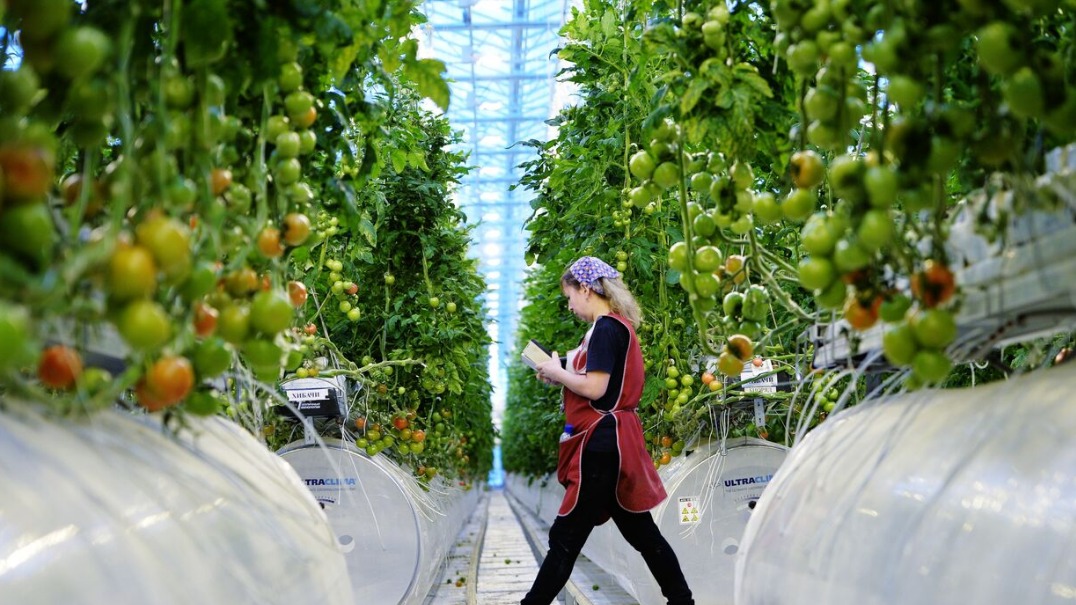 Технологии «ЛиС» актуальны и за рубежом, и в регионах. Тепличный комбинат «УГМК-Агро» в Екатеринбурге