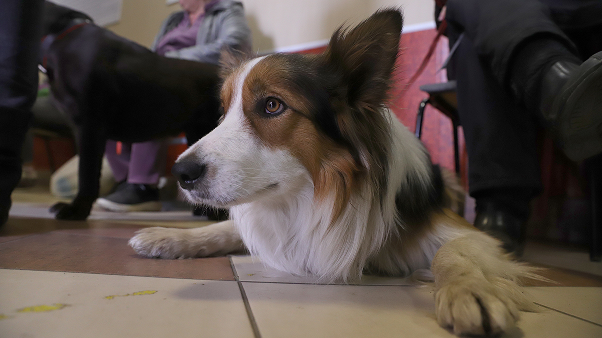 Генпрокуратура сочла негуманными законы об усыплении бездомных животных