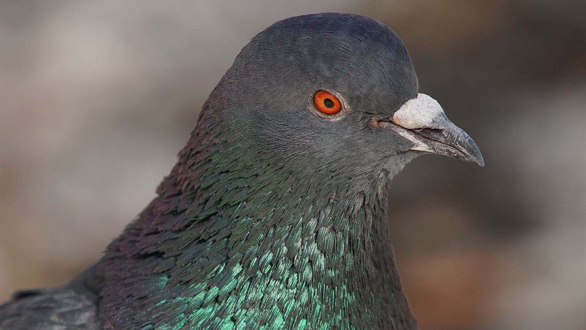 В Камбодже голубя заподозрили в шпионаже и задержали