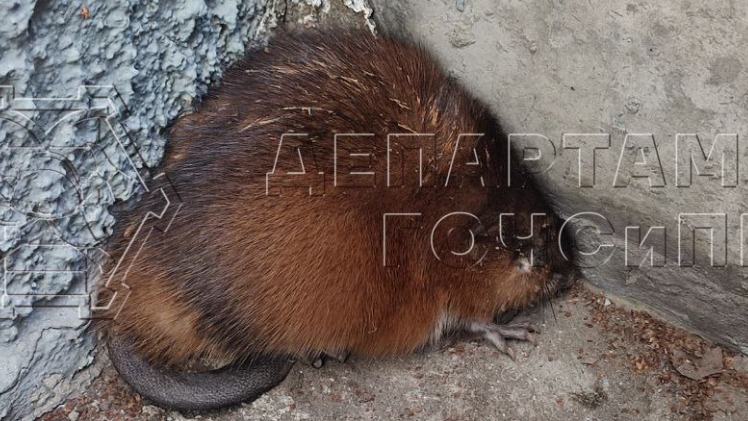 Огромная крыса напугала жителей Южного Бутова