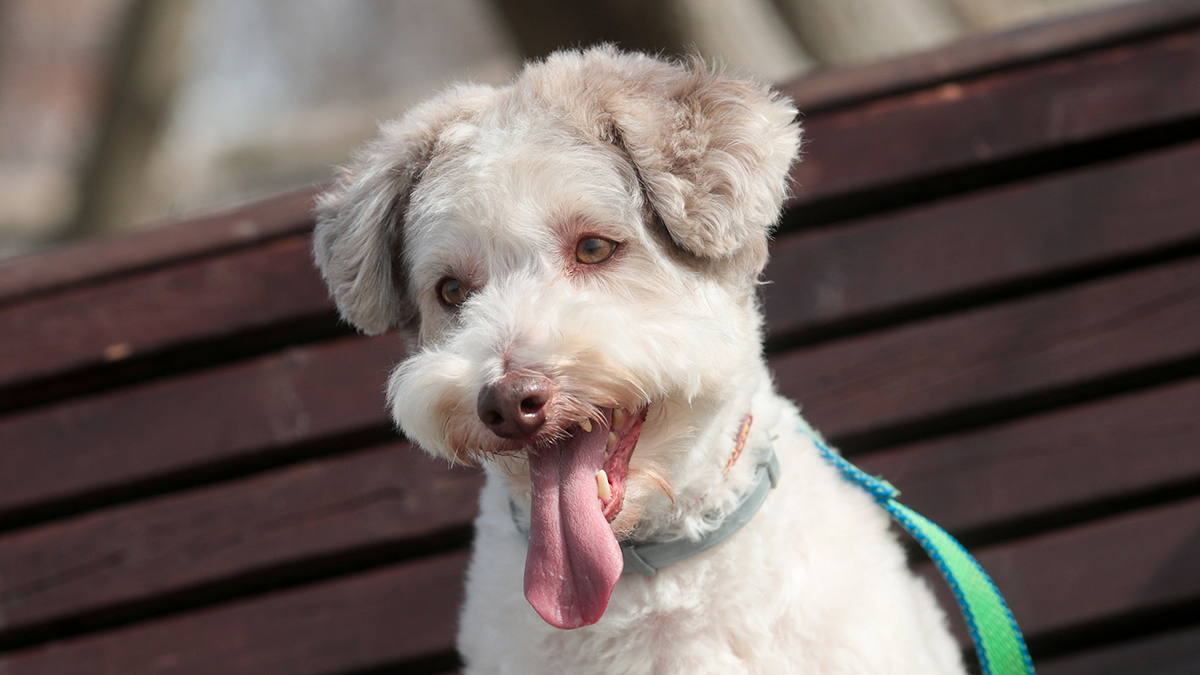 Ветеринар Шеляков рассказал, как уберечь своих питомцев от клещей